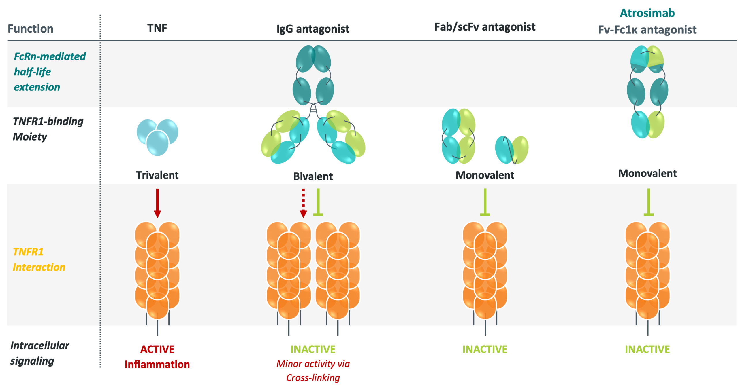 ATROSIMAB engineering ATROSIMAB engineering