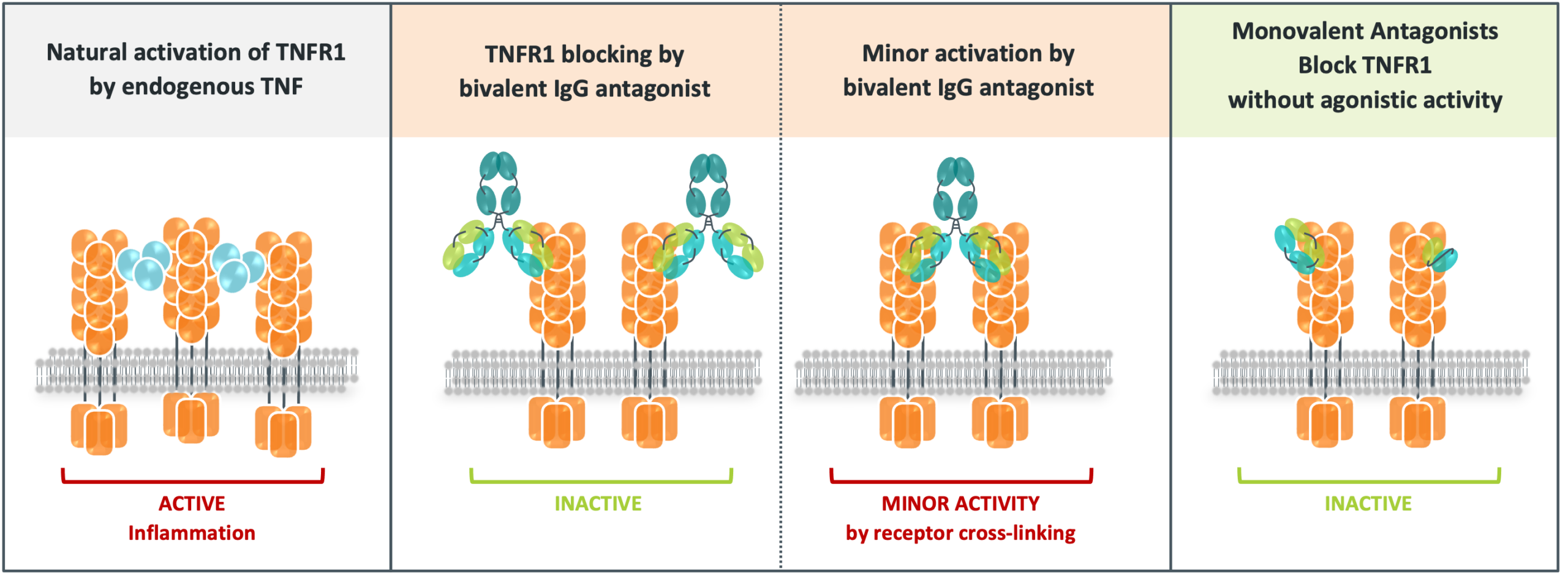 Monovalent TNFR1 antagonist principle Monovalent TNFR1 antagonist principle