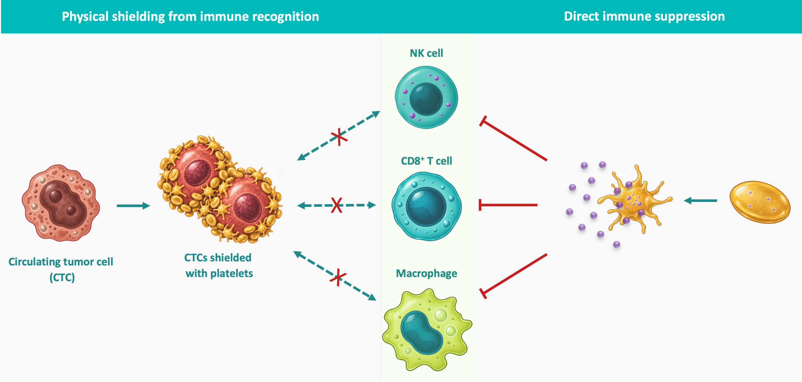 Platelets and tumor growth Platelets and tumor growth