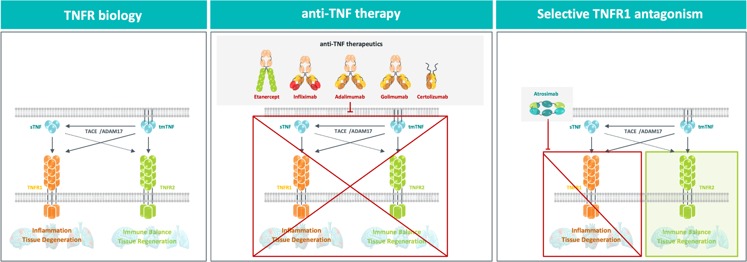 Sketch TNFR therapy Sketch TNFR therapy