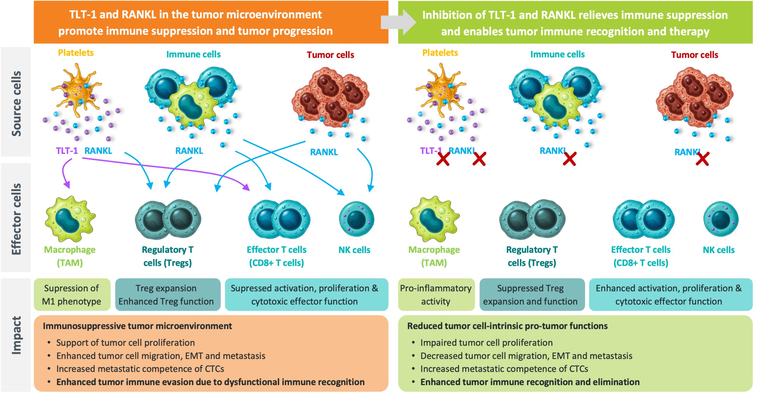TLT1 and RANKL inhibition TLT1 and RANKL inhibition