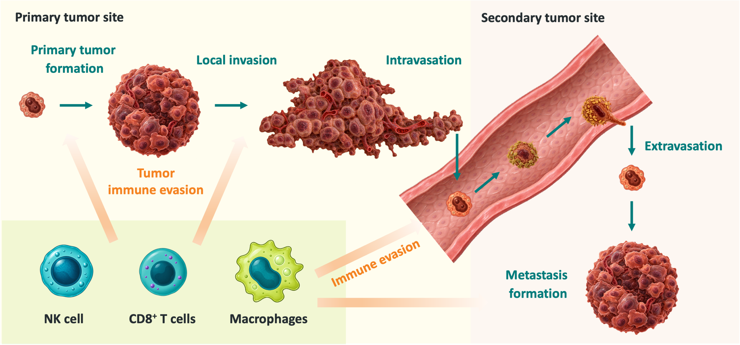 Tumor and metastasis development Tumor and metastasis development